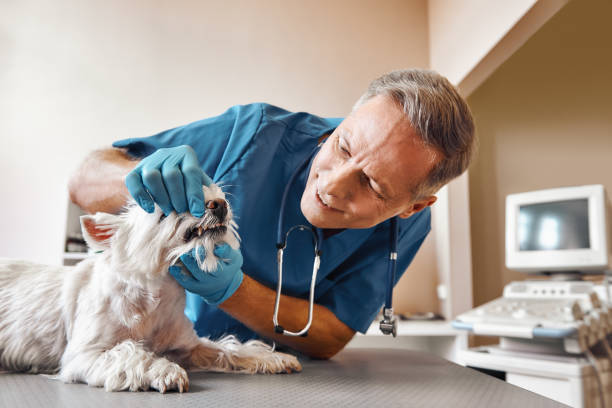 Best Emergency Dentist for Lost Fillings or Crowns in Goldsboro, NC